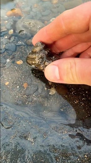 Not an Everyday Fossil… Rare Gastropod Discovery 🐚