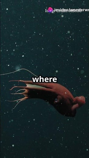 This Vampire Squid Is Older Than Dinosaurs !!! 🦑 #seacreatures #ocean #sciencefacts #octopus #squid