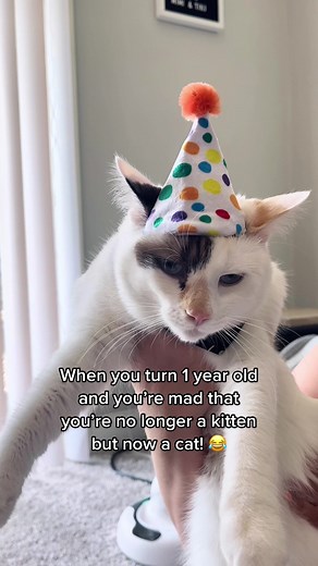 Birthday Cat Throws a Hilarious Tantrum