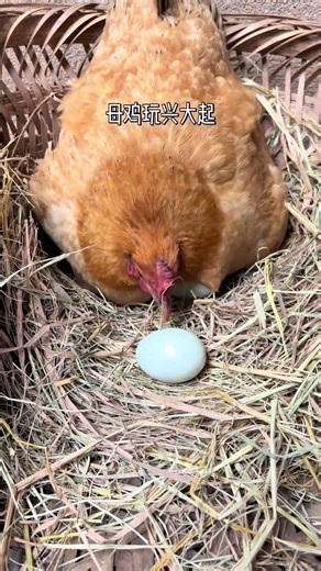 The hen was in high spirits #Wonderful animals#Original ecological rural animals#Daily sna
