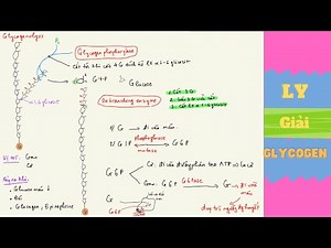 Bài 11: Ly giải glycogen- glycogenlysis