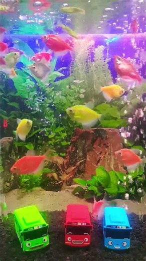 #Glowfish #Aquarium #ColorfulFish #TropicalFish #Fish #watersounds