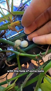 These Filter Balls Actually Remove Sludge