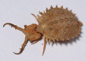Antlion larvae