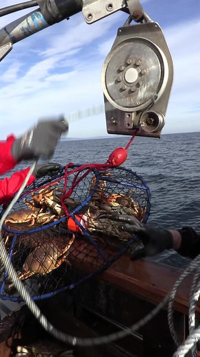Successful Ambush Hoop Net Setup with 15 Legal Catches