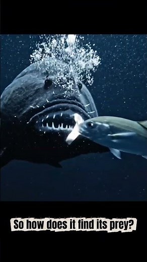 The Monster of the Deep Sea 😳 | Anglerfish