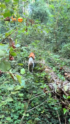 #reel #fyp | Lesii Pontel Lala