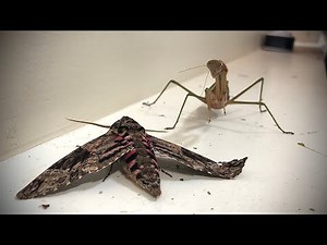 Praying Mantis Fights GIGANTIC Moth - Celebration of 500 Subscribers