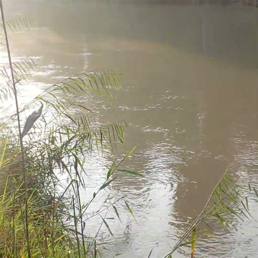 Peaceful River and Green Nature 🌿💧 | Beautiful Nature Scenery
