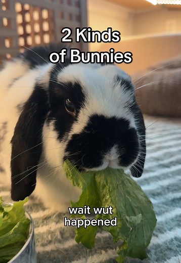 Exploring the Two Kinds of Bunnies in the World