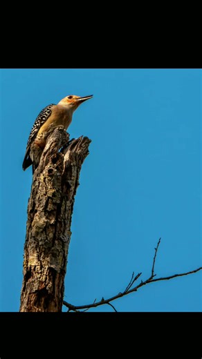 Red-bellied Woodpecker Fun fact: Red-bellied woodpeckers barely show their red belly but the crown says everything. Nature’s little tree climber striking a pose and hiding at other times. Gear: @Sony Alpha #birdsoftiktok #natgeo #wildlifephotography #wildlife #nature