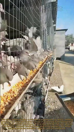 Mastering Pigeon Farming: Tips on Raising Pigeons on feeding grains using new method