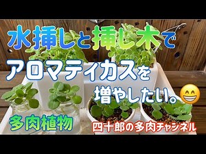 【多肉植物】【ガーデニング】🌱水挿しと挿し木でアロマティカスを増やしたい。😁