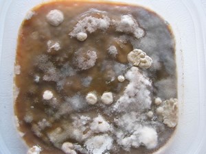 A Step-by-Step Microbiology Science Project for Kids