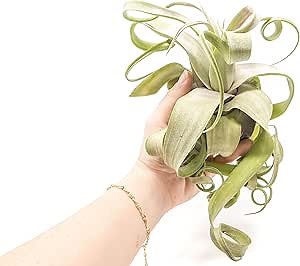 Air Plant Shop Jumbo Tillandsia Streptophylla - Wholesale and Bulk - Succulents - Live Tillandsia - Easy Care Indoor and Outdoor House Plants