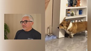 194K views · 2.6K reactions | Funny Videos of Dogs Acting Like Their Owners?! You have to watch these!  In this video, I react to some hilarious and cute moments of dogs acting just like their humans—copying their walks, mimicking their moods, and even picking up their quirks. It’s man’s best friend proving that imitation really is the sincerest form of flattery. You won't believe how in sync these pups are with their people! | Cesar Millan | Facebook