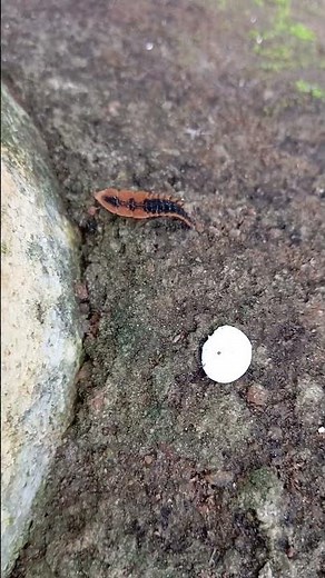 Fire Fly Larva