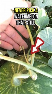 How To Harvest Watermelon