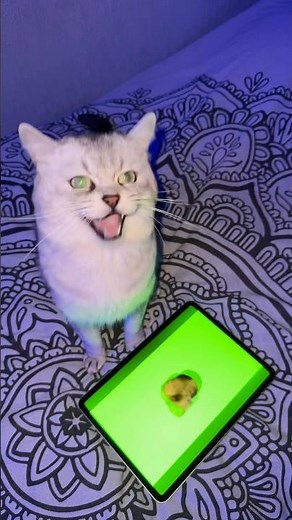 Barking Cat’s Reaction..