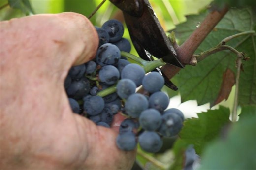 Le climat est-il vraiment seul responsable de l’augmentation du degré d’alcool des vins ?
