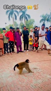 81K views · 1.3K reactions | "Cheeky monkey  showing off its winning jump!  Fun, energy, and nonstop entertainment! ✨" | LaLa Pendu | Facebook
