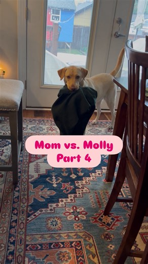 If she would clean her house this wouldn’t have been in my path… I’m just helping. | Molly Mo The Dog