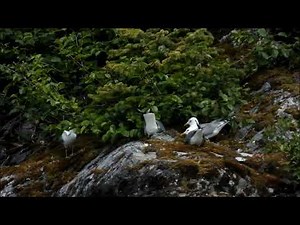 Gull Behavior