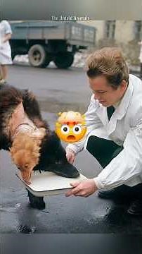 The 2 headed dog experiment 😱