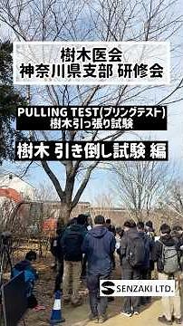 樹木の引っ張り試験 PULLING TEST（プリングテスト）引き倒し試験編 #仙坐木 #樹木医