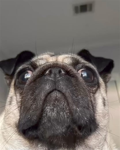 1.8K views · 106 reactions | So funny 藍 Cre: tubby_puggy | Pug Overload | Facebook