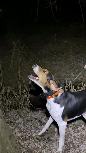 WORLDS FASTEST RACCOON HUNT!