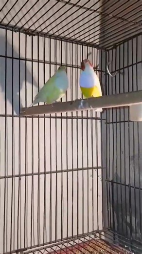 color french breeder #viral 🐦‍#shortvideo #poetry #sadpoetry #sad #unfrezzmyacc #usama#birds