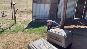 That moment when you were REALLY excited to be the new kid and then you realized that you were the new kid... We have new kids!!! Well, new condors that is. This past week, seven captive-raised condors were transferred to Bitter Creek National Wildlife Refuge for eventual wild release. These condors are a critical part of the condor recovery program. Captive breeding allows for faster wild population growth that hopefully create the sustainable numbers needed for long-term species survival. Over