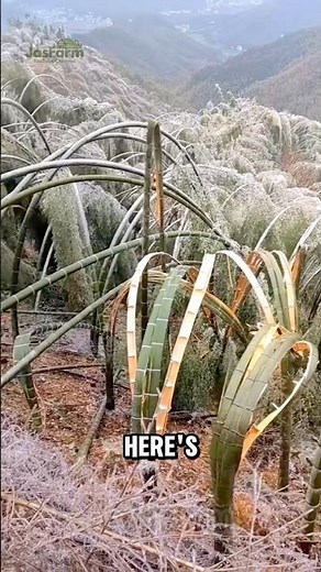 BAMBOO FOREST EXPLODES IN SNOWSTORM! #bamboo #shorts