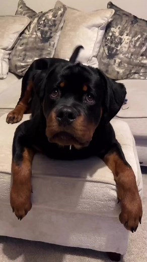 Just up here checking if the no sofa rule still applies today? 🤷🏻‍♀️ - 📸 Via Credits : @rottie_by_the_sea 💓 • • • #rottweilerlove #rottweilerworld #rottweilerfans #rottweilerclub #rottweilerlovers #rottweilerpuppies #rottweilerlover #rottweilerlife #rottweilerbreed #rottweilerofinstagram #rottweilers_of_instagram #rottielove #rottiesofinstagram #rotties #rottweiler #rottweilerpuppy #rottweilersofinstagram #rottweilers #rottie #rottieawareness #therottweilerworld #germanrottweiler #rottweiler