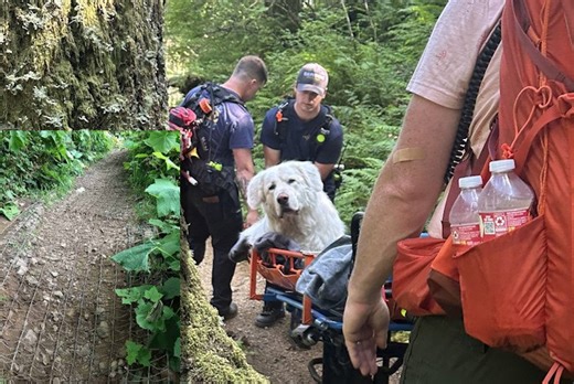 160-pound Great Pyrenees with raw/cut paws rescued on coastal mountain trail