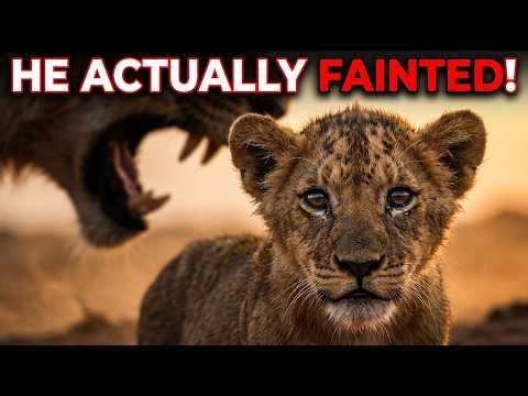 UNBELIEVABLE! The Lion Cub Who Fainted From Terror & Survived WILD ANIMAL