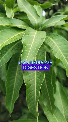 Mango Leaves Can Transform Your Health Naturally