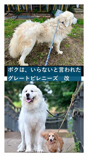 グラ家 | ダンボが家族になって1年経ちました。 「何歳ですか？」 と聞いても 「3歳か4歳」 「名前は？？」 と聞いても 「そんなもんない」 あの日初めて見たダンボの環境、身体の汚れ具合、そして「タダで持っていきなよ」と言われている自分たちの状況、、全てが衝撃でした。... | Instagram