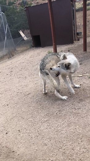 Do wolves chase their tails? Kona does! #wolf #wolfrescue #wolfsanctuary #fyp #kona #tailchase