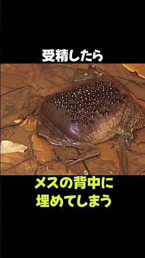 [Viewer discretion advised] Trivia about the unique breeding of "Pipapipa" #Animals #Creatures #S...