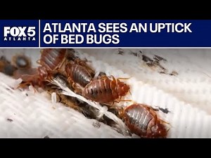 Does Atlanta have a bed bug problem? | FOX 5 News