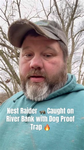 Raccoon Caught With Dog Proof Trap #predator #hunting #trapping #shorts #viralshorts #viral