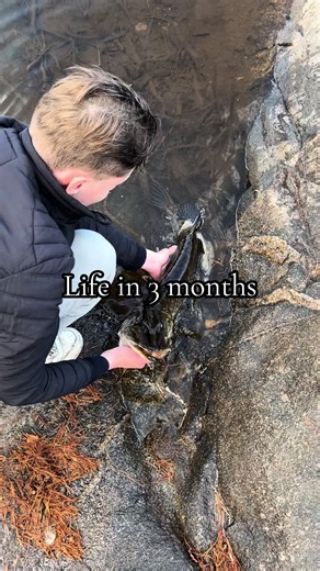 Exciting Top Water Strikes While Fishing for Pike