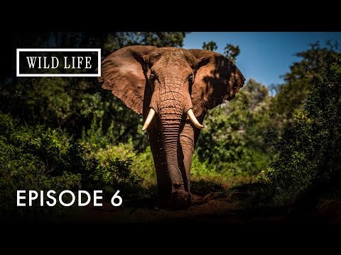 Moving Giants | The Elephant Family’s Incredible Journey | Modern Migrations | Episode 6