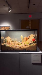 Custom 10-gallon Desert Terrarium – Arid Landscape Vivarium – Succulent and Cactus Decor – Animal Habitat – Natural Sand and Rock Hardscape - Etsy UK