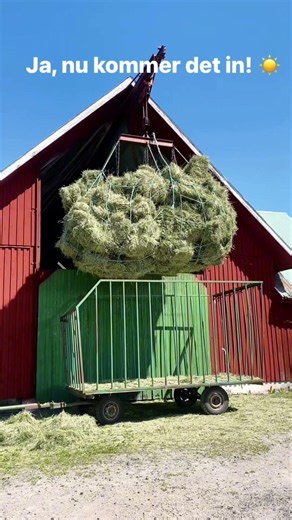 Before forklifts… THIS is how farmers moved hay. 😳 #farming #farmlife #cow #farm