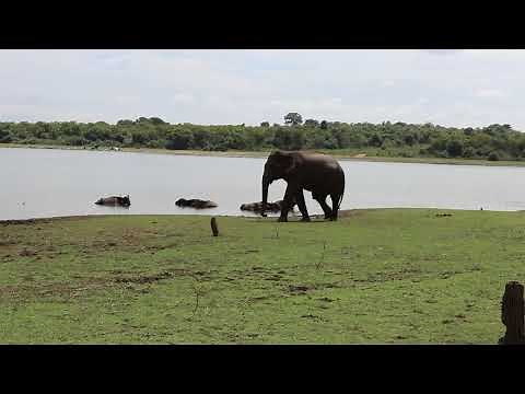 Elephant sounds