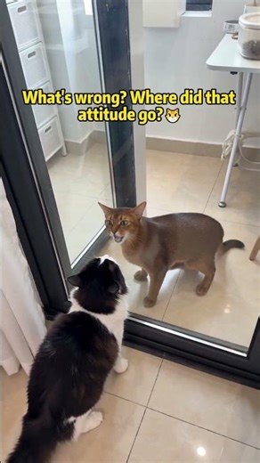 😂 | Keyboard Warrior vs. Real Life #cat