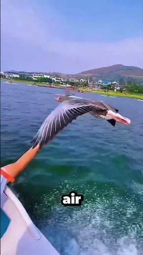 Why Do Flying Geese Land Like Their Brakes Failed?